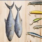 King Mackerel Iranian in Wholesale F or Best Price
