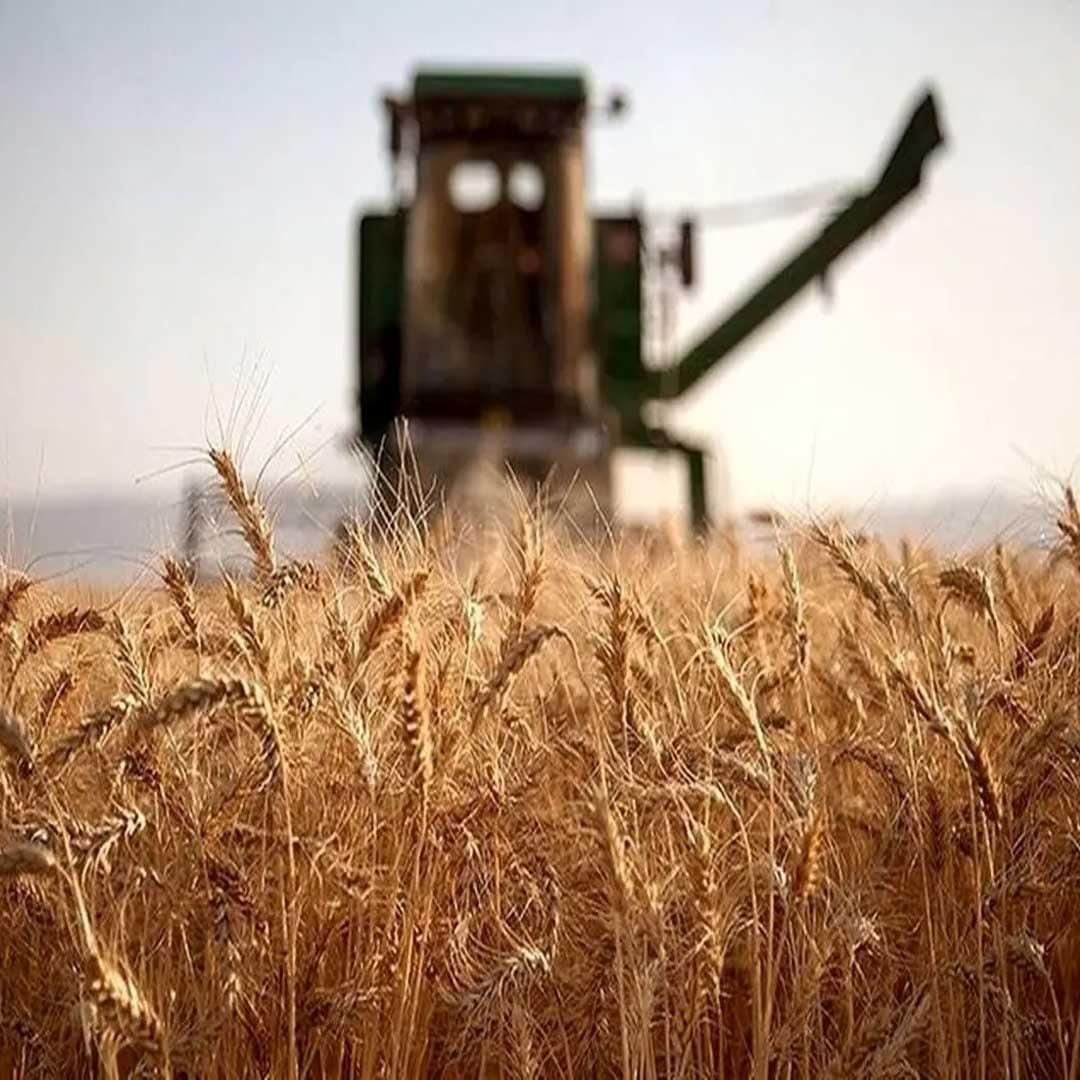 Iran Agricultural Exports: Global B2B Trade via Abrisham Road Platform