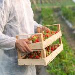 Iran–Italy Agricultural Export Growth and B2B Opportunities