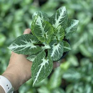 Syngonium Southern Star Export In Wholesale