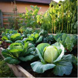 Tezah Vegetables_Fruits