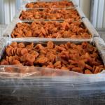 Dried Apricots For Wholesale In Iran