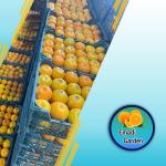 Fresh Organic Tangerines Wholesale at Best Price