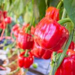 Bell Peppers Export In Best Price