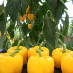 Bell Peppers Export In Best Price