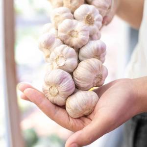 Fresh Iran Garlic For Wholesale in Best Price Order Now