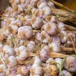 Fresh Iran Garlic For Wholesale in Best Price Order Now
