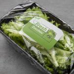 Fresh Iranian Lettuce For Export In Bulk Best Price