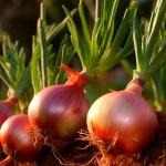 Iran Fresh Onion Ready To Supply In Bulk Order At Best Prices