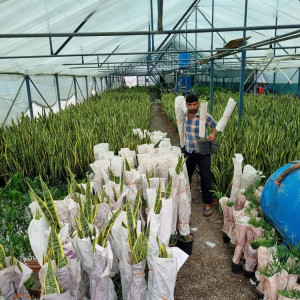 Forghani Farm