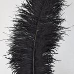 Burgundy Ostrich Feathers Lace Manufacture All Size Available In Stock