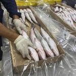 Lizard Fish For Export In The Best Price