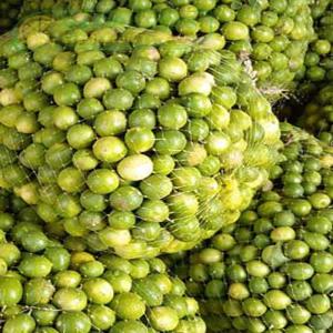 Wholesale Export Limes, High-Quality Citrus at Competitive Prices