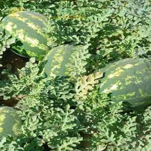 Fresh Bulk Watermelons for Export – High Quality & Best Prices