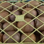 Premium Export-Grade Kiwi, Nutritious & Affordable for Global Markets