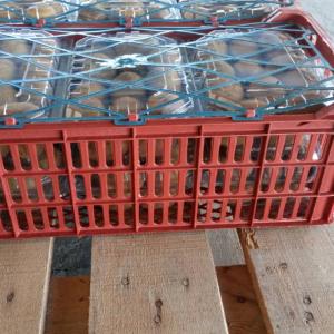 Premium Iranian Kiwi for Export – Wholesale Prices