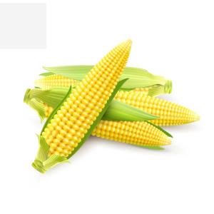 Bulk Corn Export – Food & Feed Grade Corn at Wholesale Prices