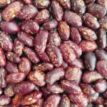 Uzbek industrial red beans in 25 kg bags